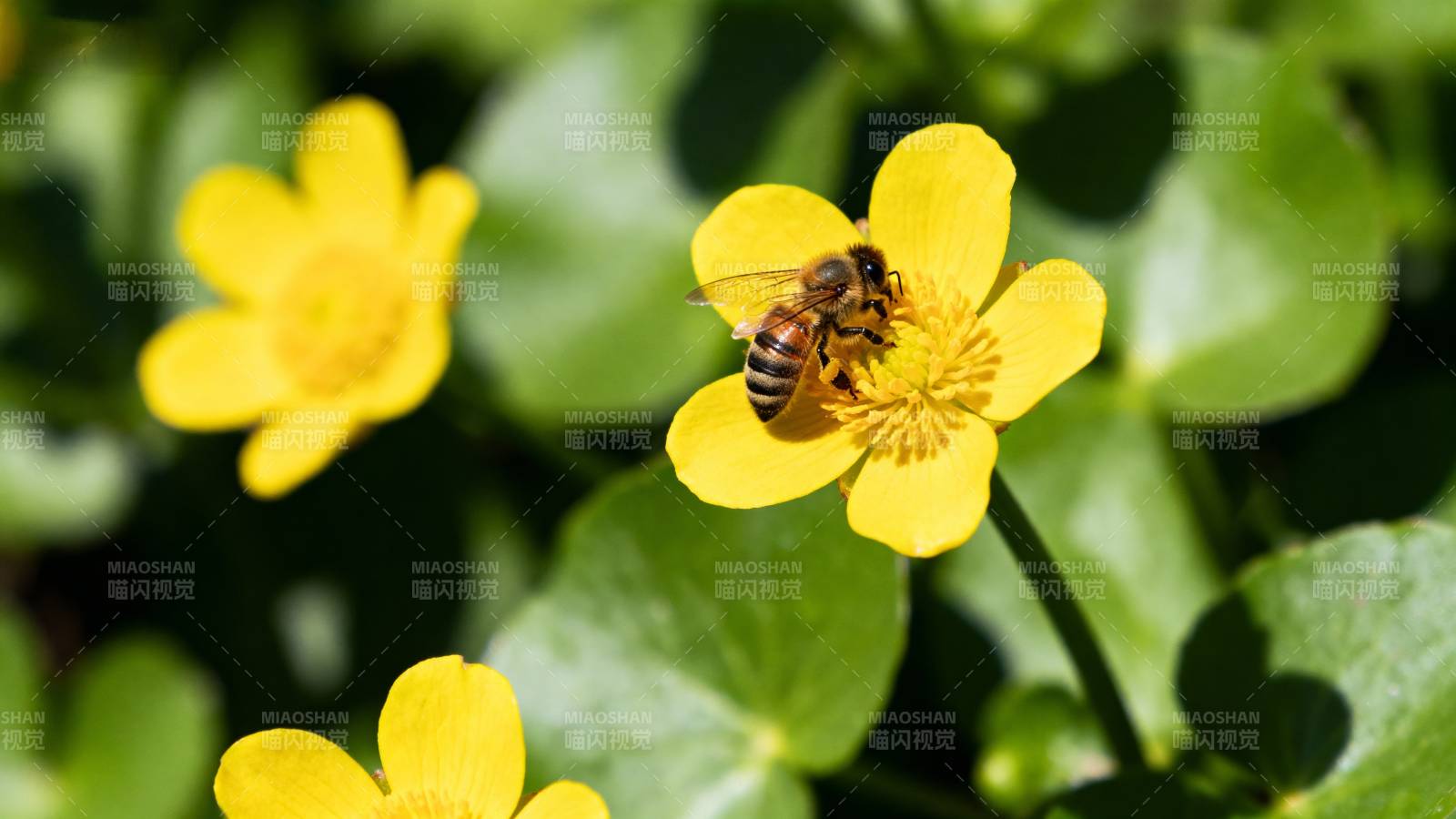 蜜蜂采蜜花丛中图片
