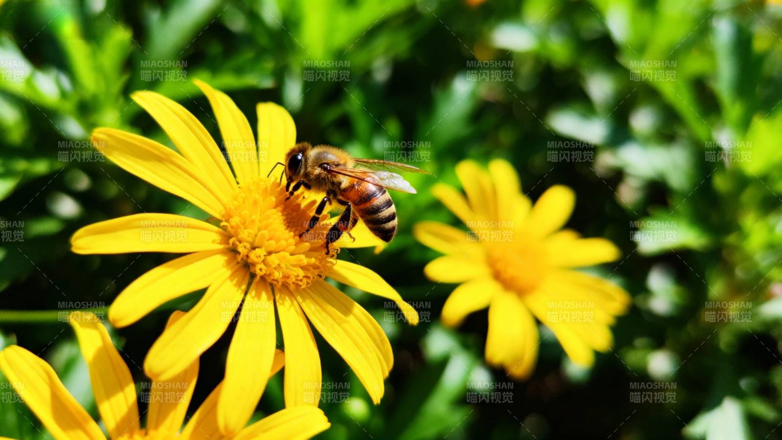 蜜蜂采蜜花丛中图片