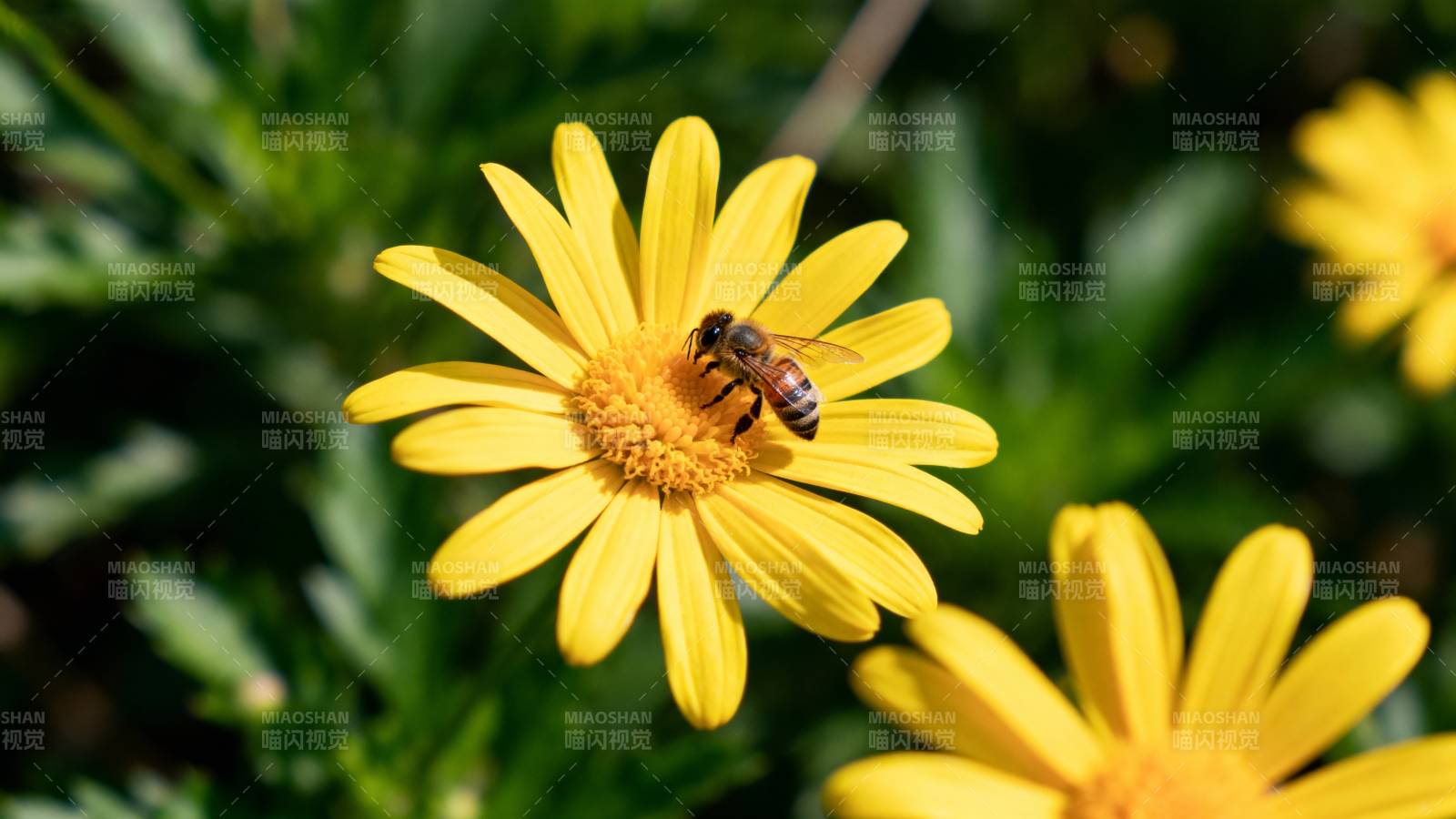 蜜蜂采蜜黄花间图片