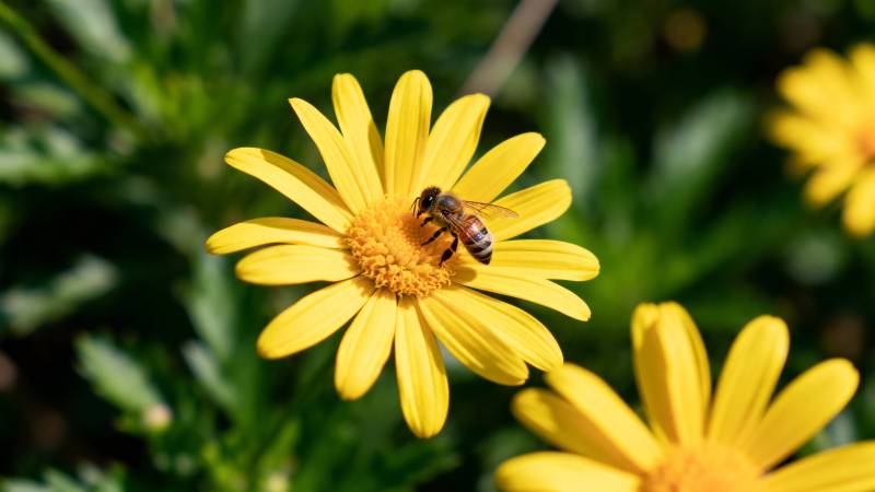 蜜蜂采蜜黄花间图片