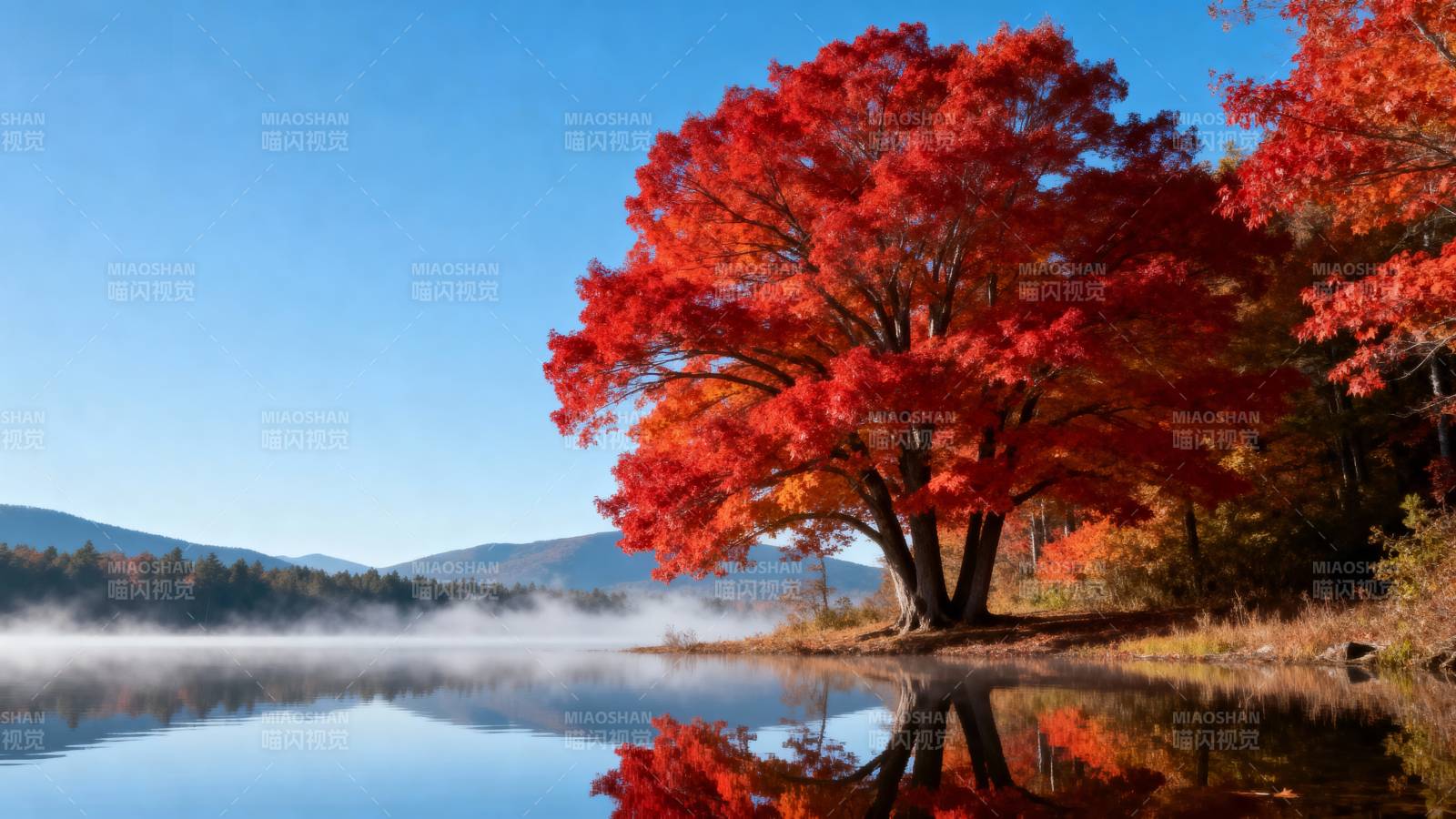 秋湖红树倒影图片