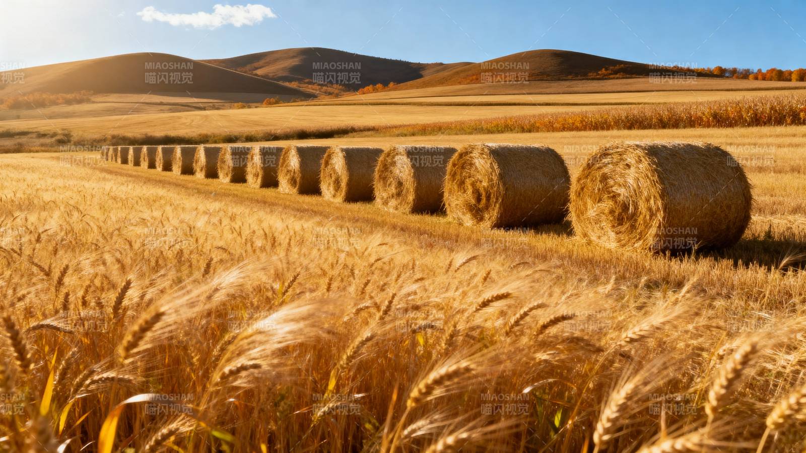 金秋麦田卷草堆图片