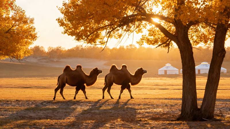 驼影夕阳下图片