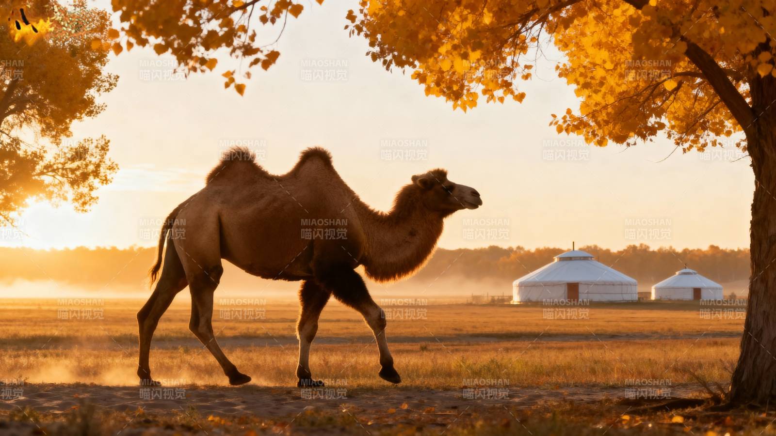驼影秋色图片