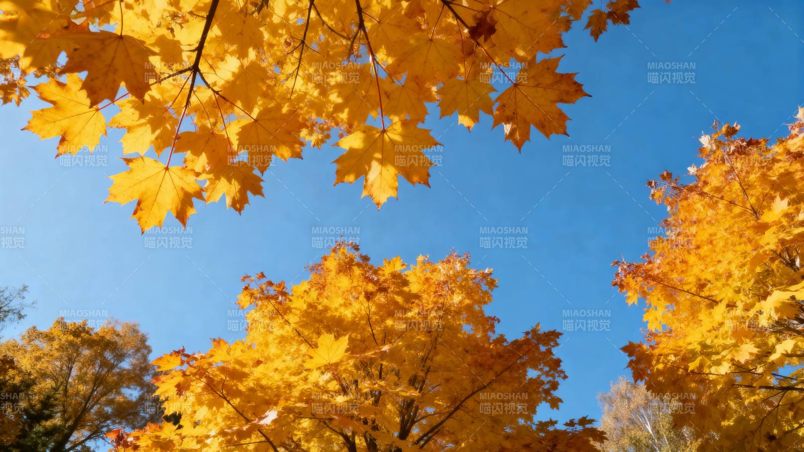秋叶映蓝天图片