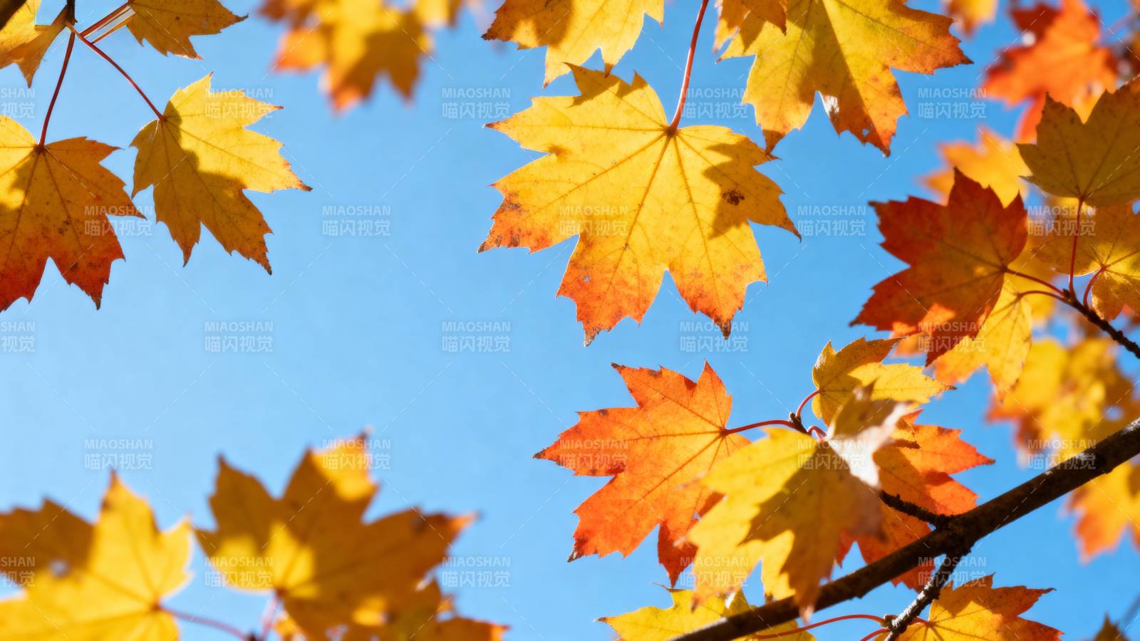 秋叶映蓝天图片