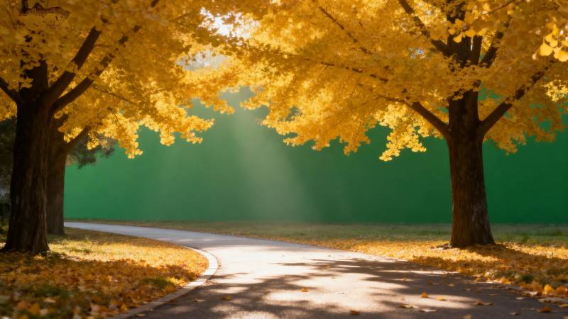 秋日林荫小道图片