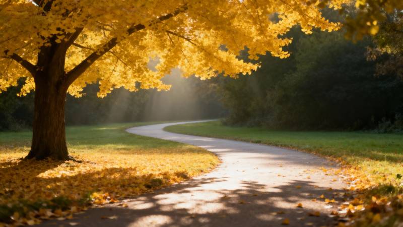 秋日小径光影图片