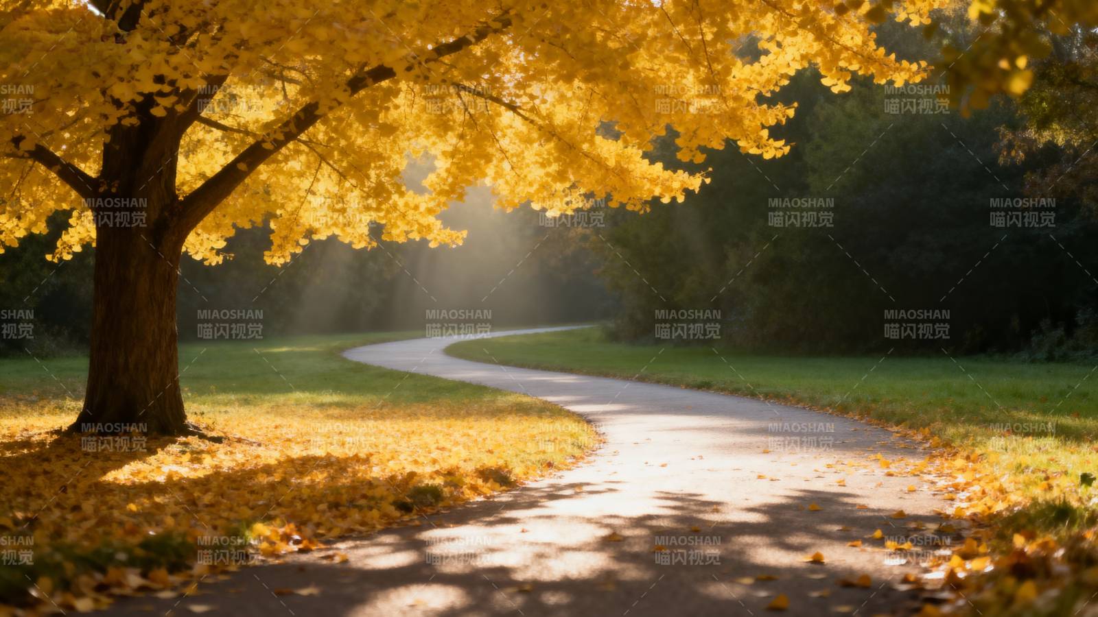 秋日小径光影图片