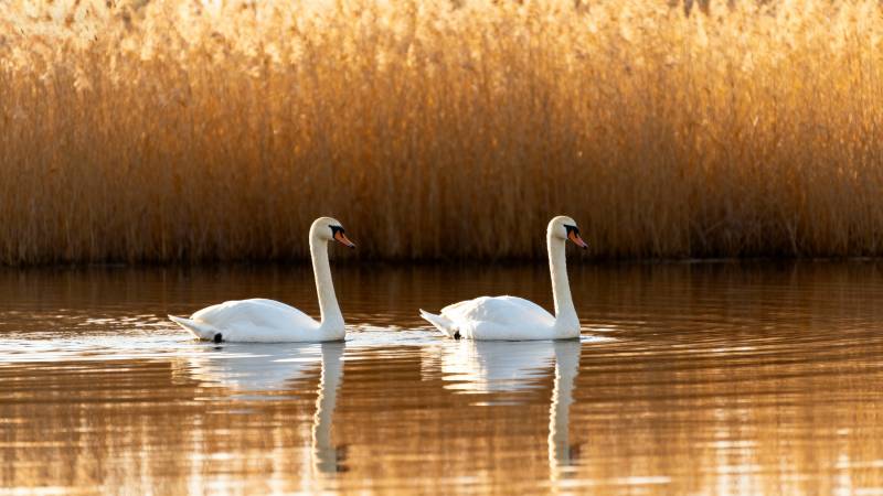 双鹅湖畔秋色图片