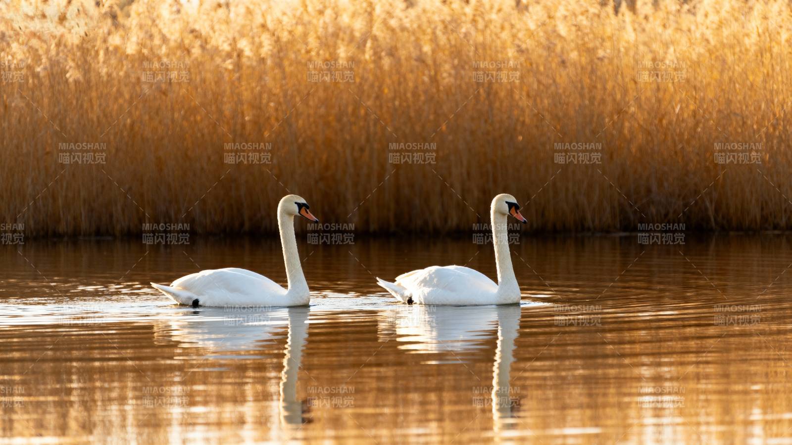 双鹅湖畔秋色图片