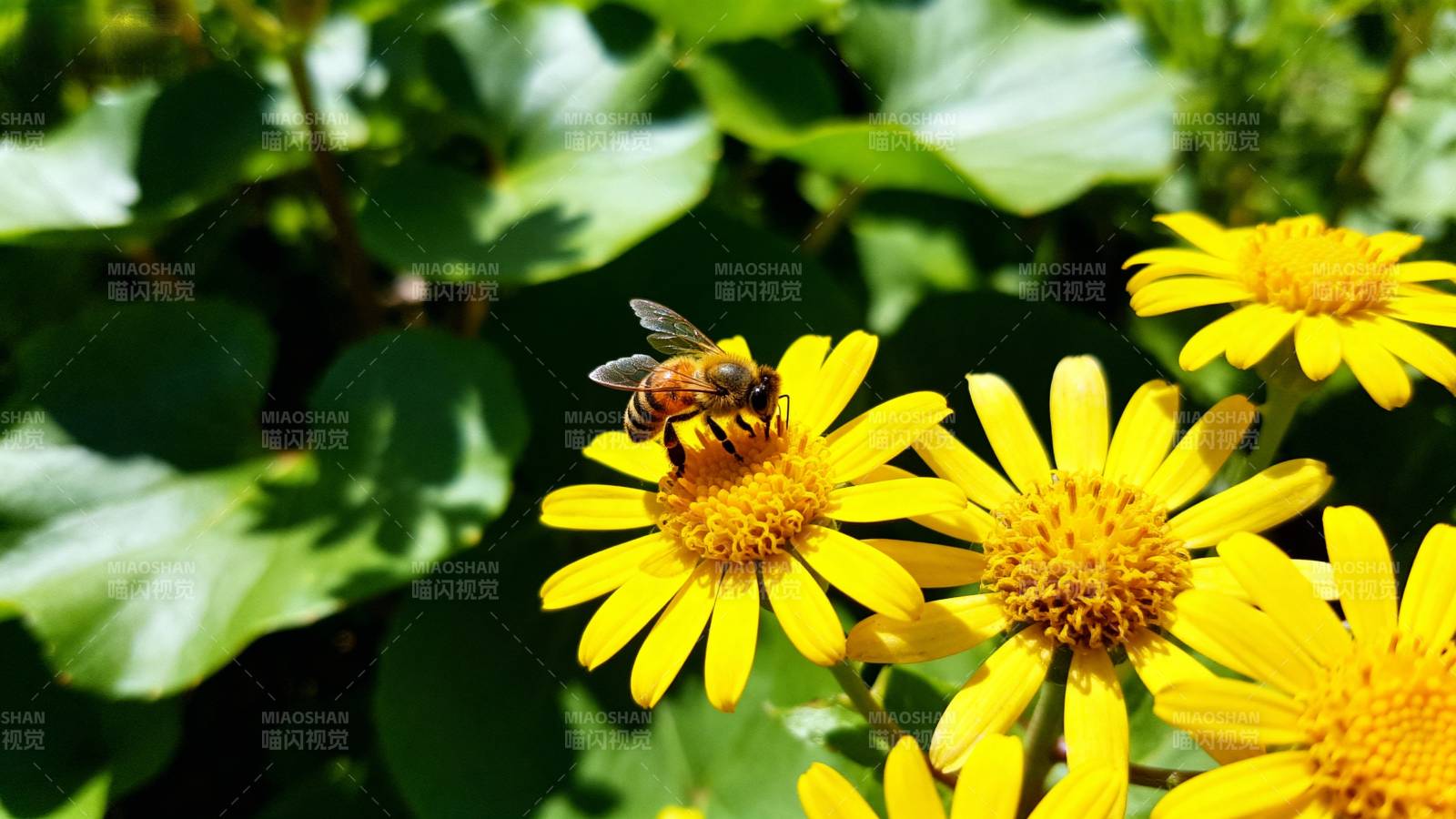蜜蜂采蜜花丛中图片