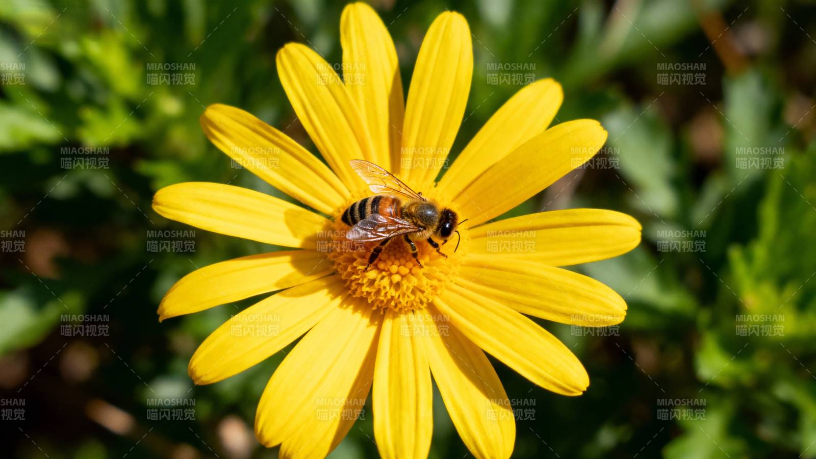 蜜蜂采蜜于黄花图片