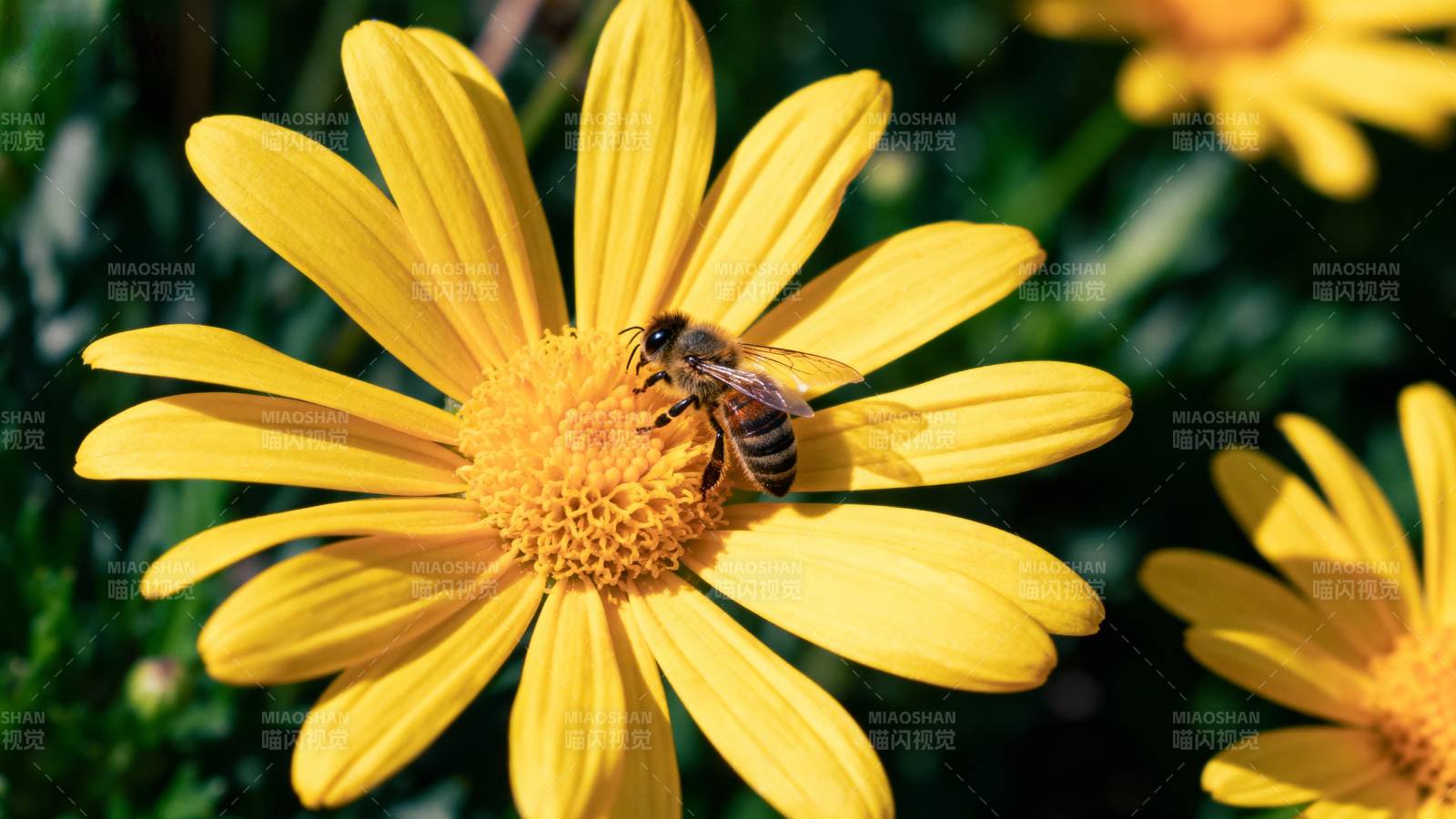 蜜蜂采蜜花丛中图片