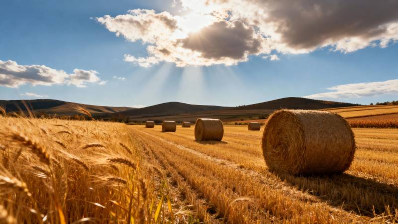 金秋麦田风光图片