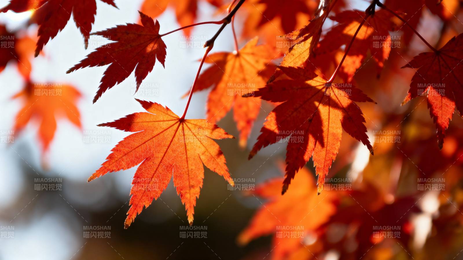 秋枫红叶映阳光图片