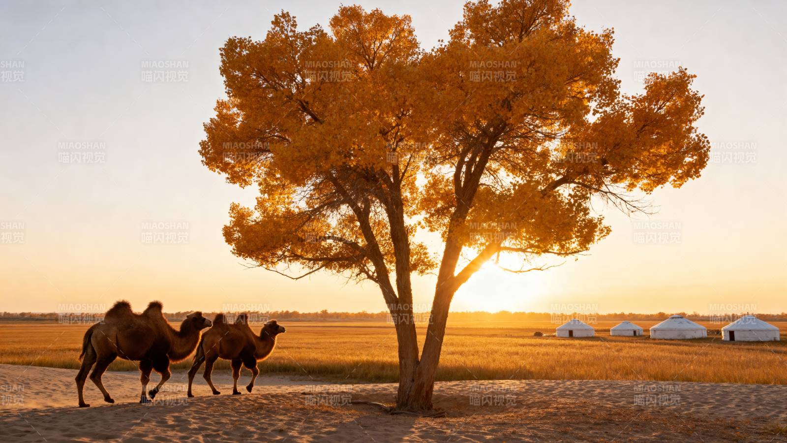 驼影树下夕阳美图片