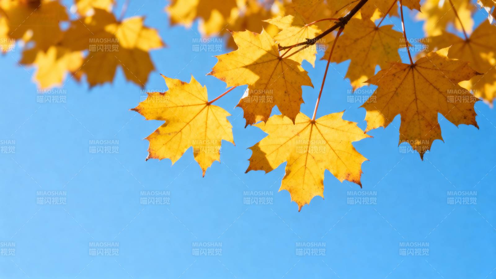 秋叶映蓝天图片