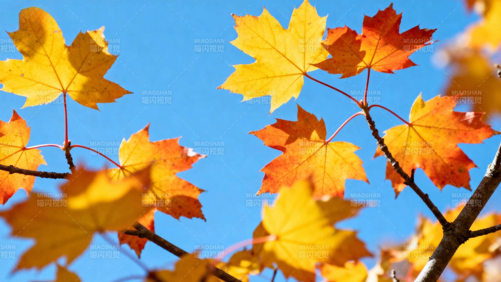 秋叶映蓝天图片