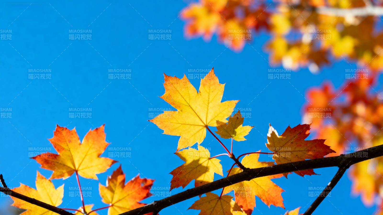 秋叶映蓝天图片