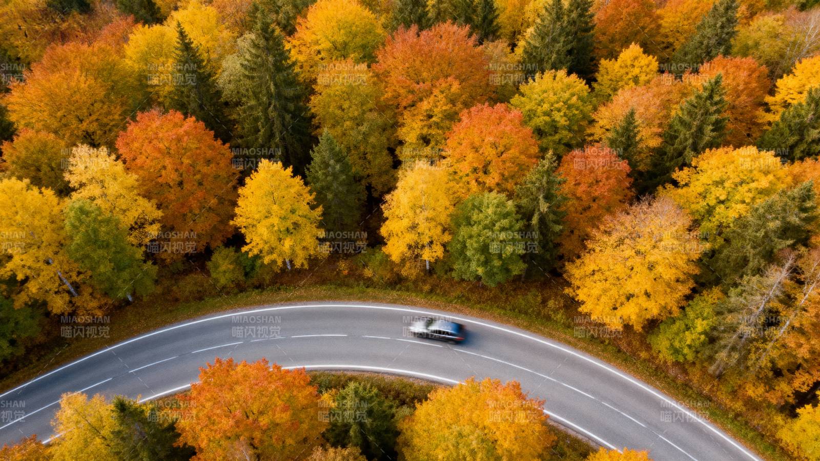 秋林曲道行图片