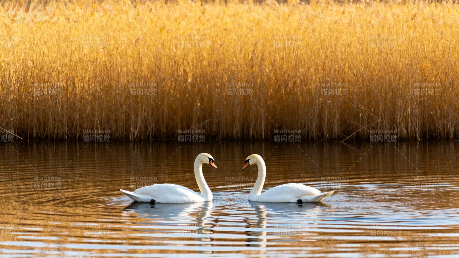 双鹅戏水金秋景图片