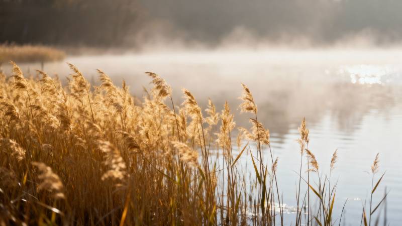 晨雾湖畔芦苇黄图片