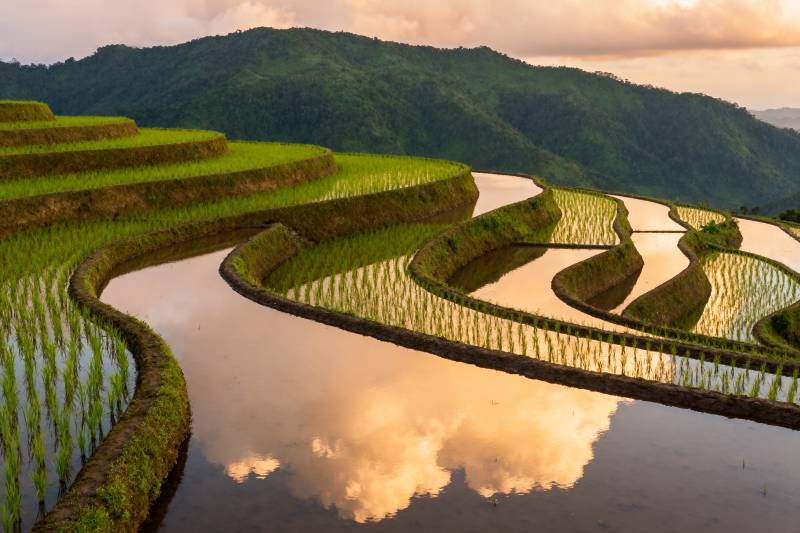 梯田映霞光图片