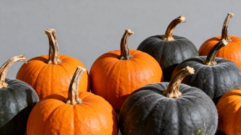 橙黑南瓜齐聚一堂图片