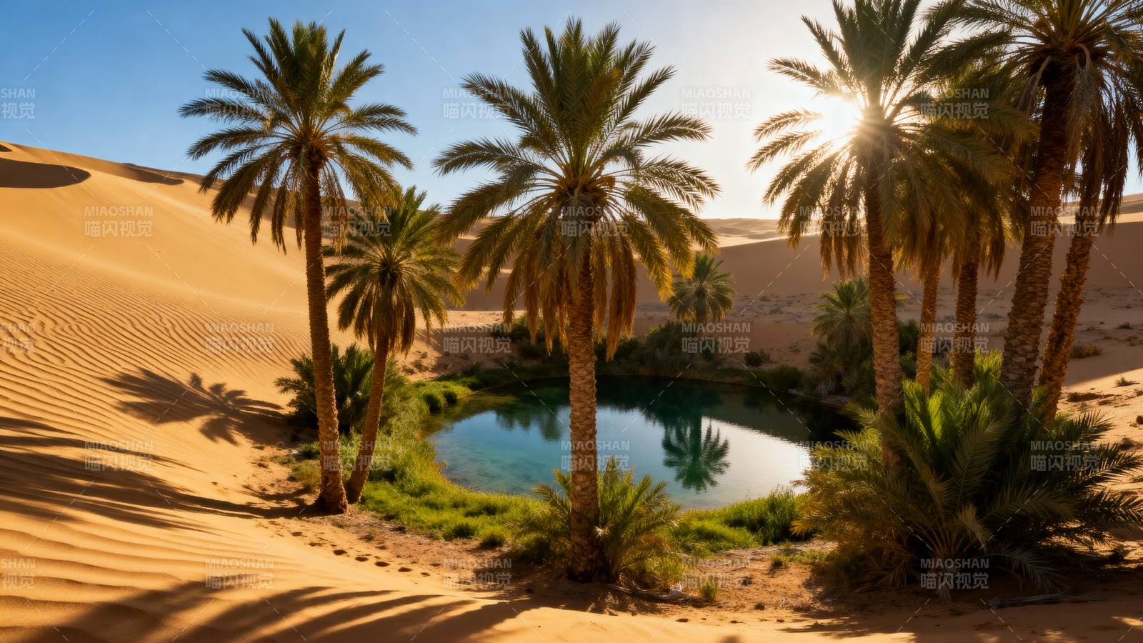 沙漠绿洲棕榈树图片