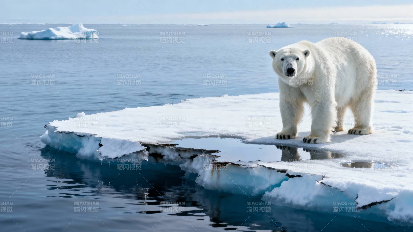 北极熊伫立冰原图片