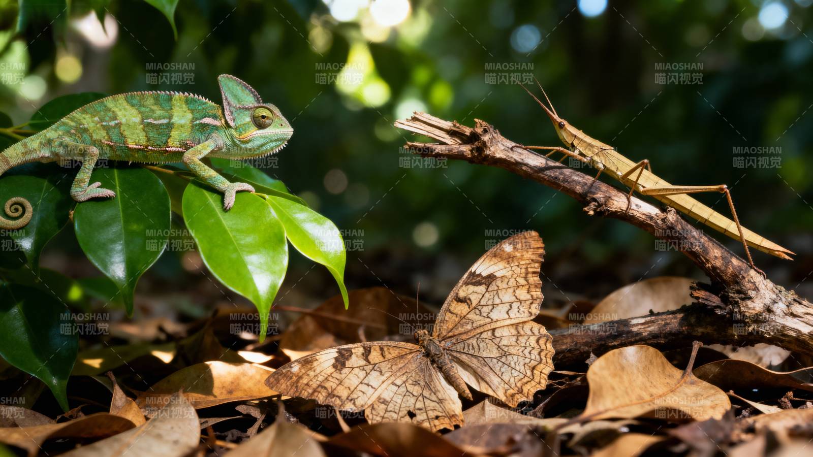 林间三虫共舞图片