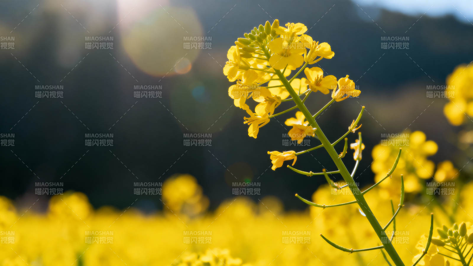 油菜花海迎春光图片