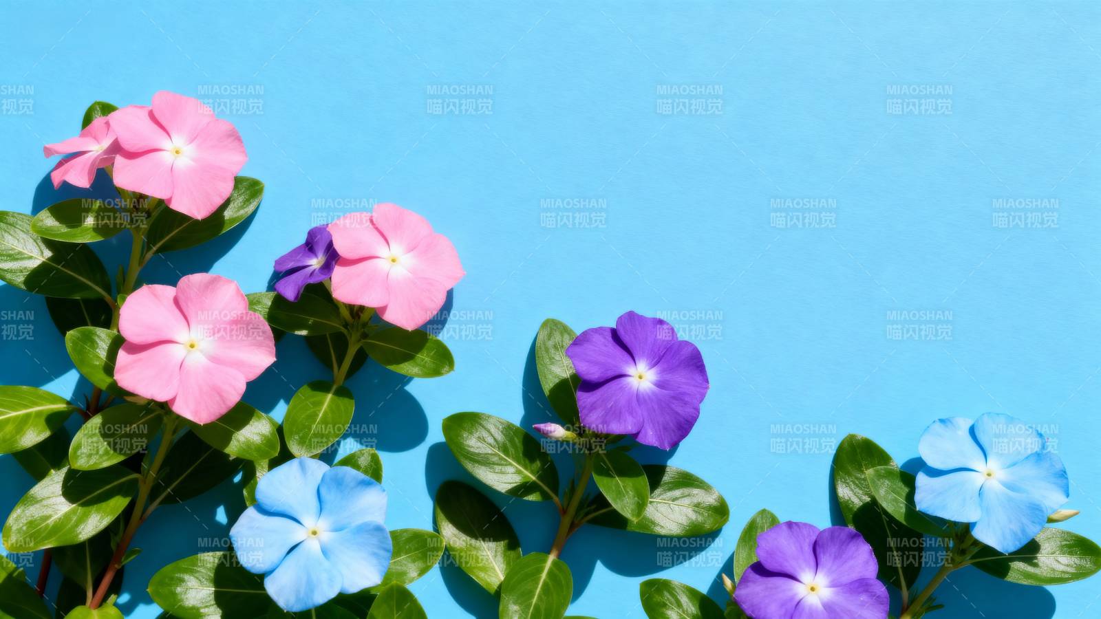 多彩花朵蓝底绽放图片