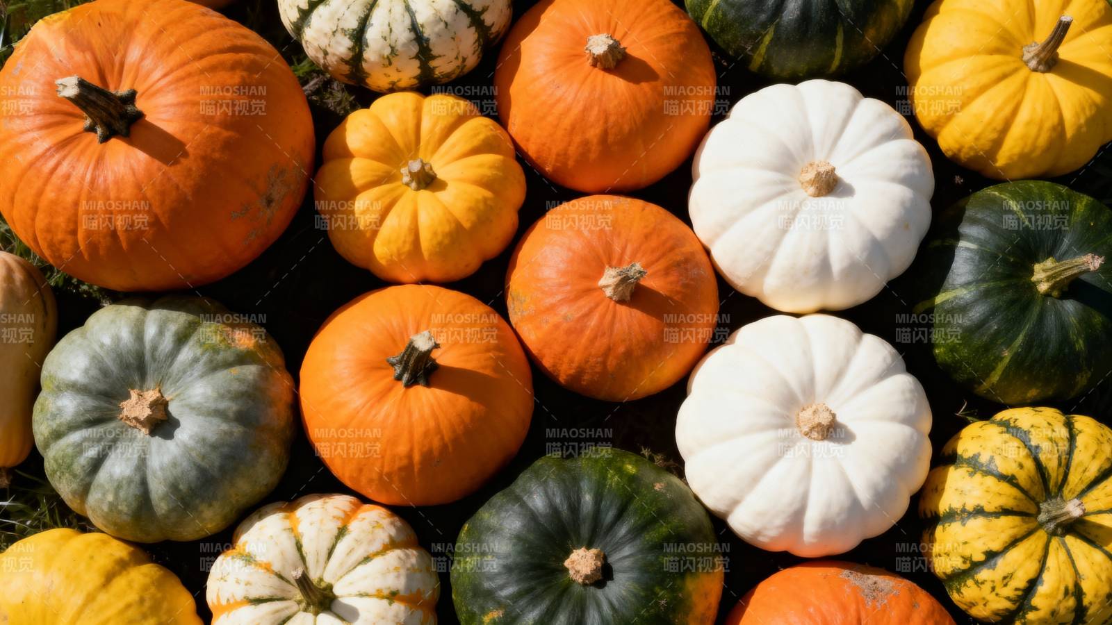 多彩南瓜丰收图图片