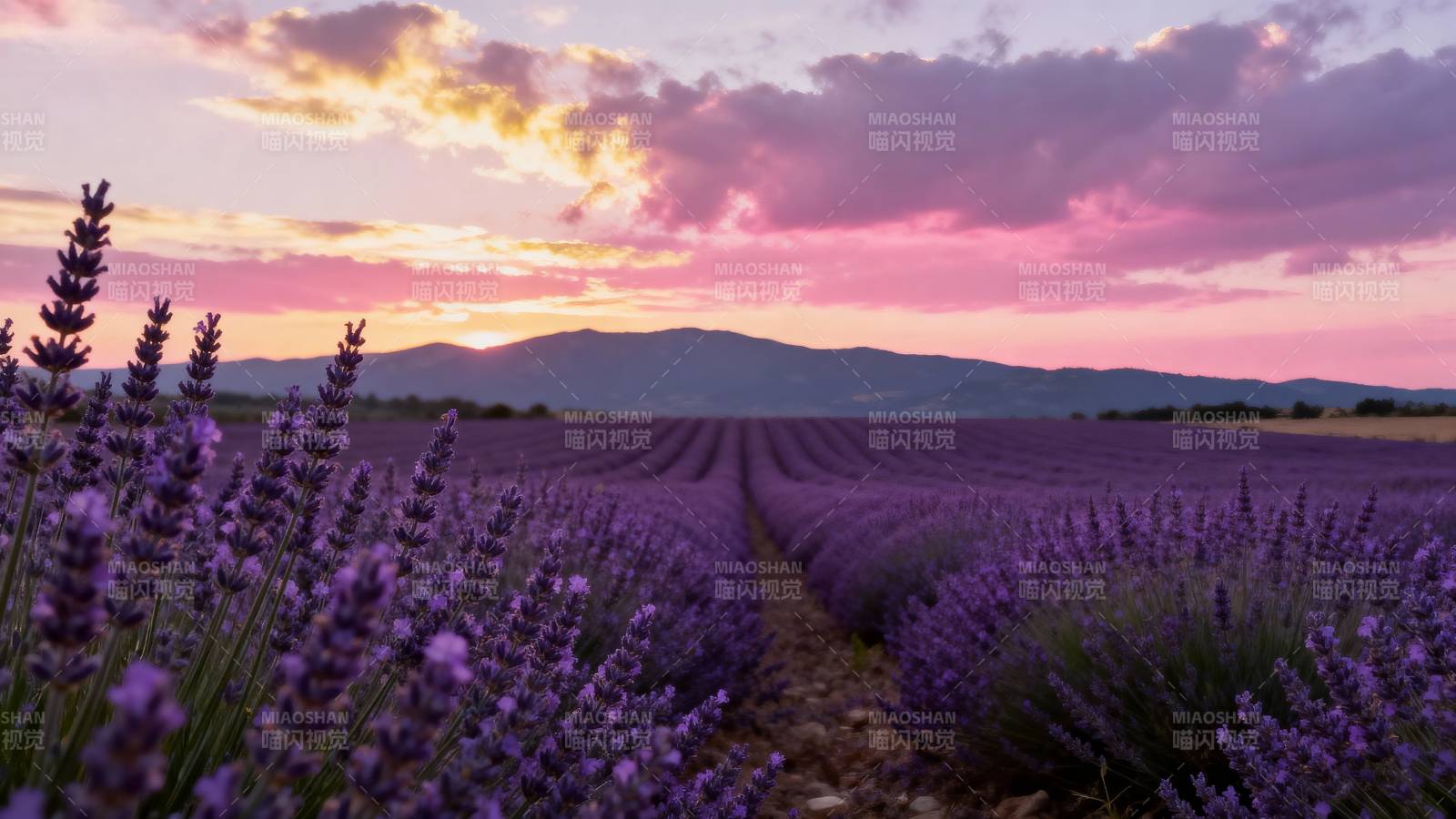 薰衣草田夕阳美景图片
