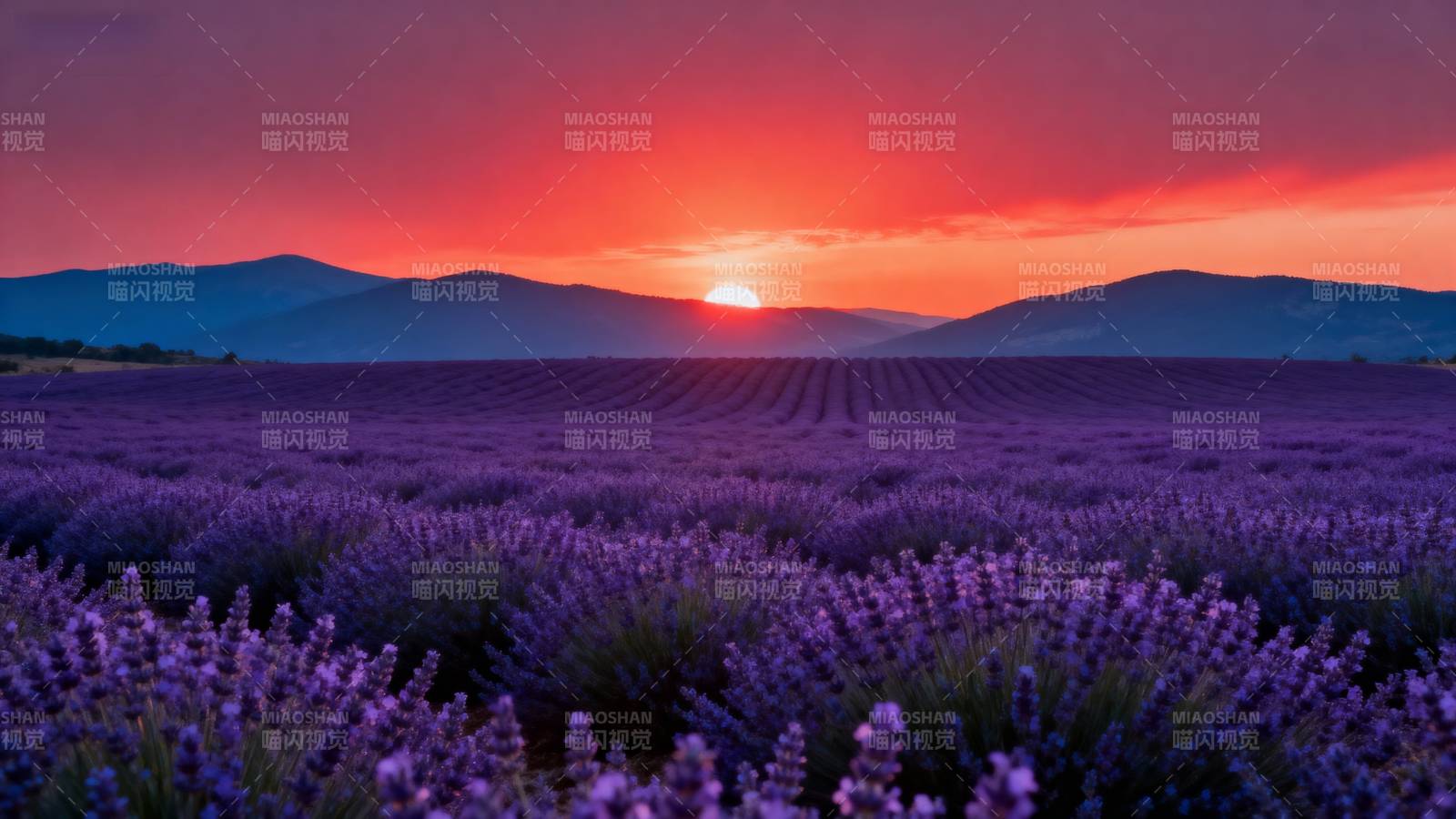 薰衣草田日落图片