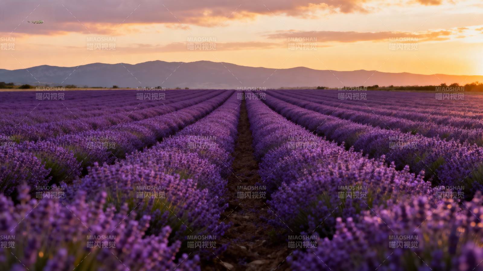 薰衣草田日落图片