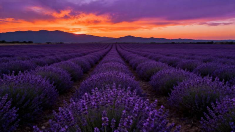 薰衣草田日落图片
