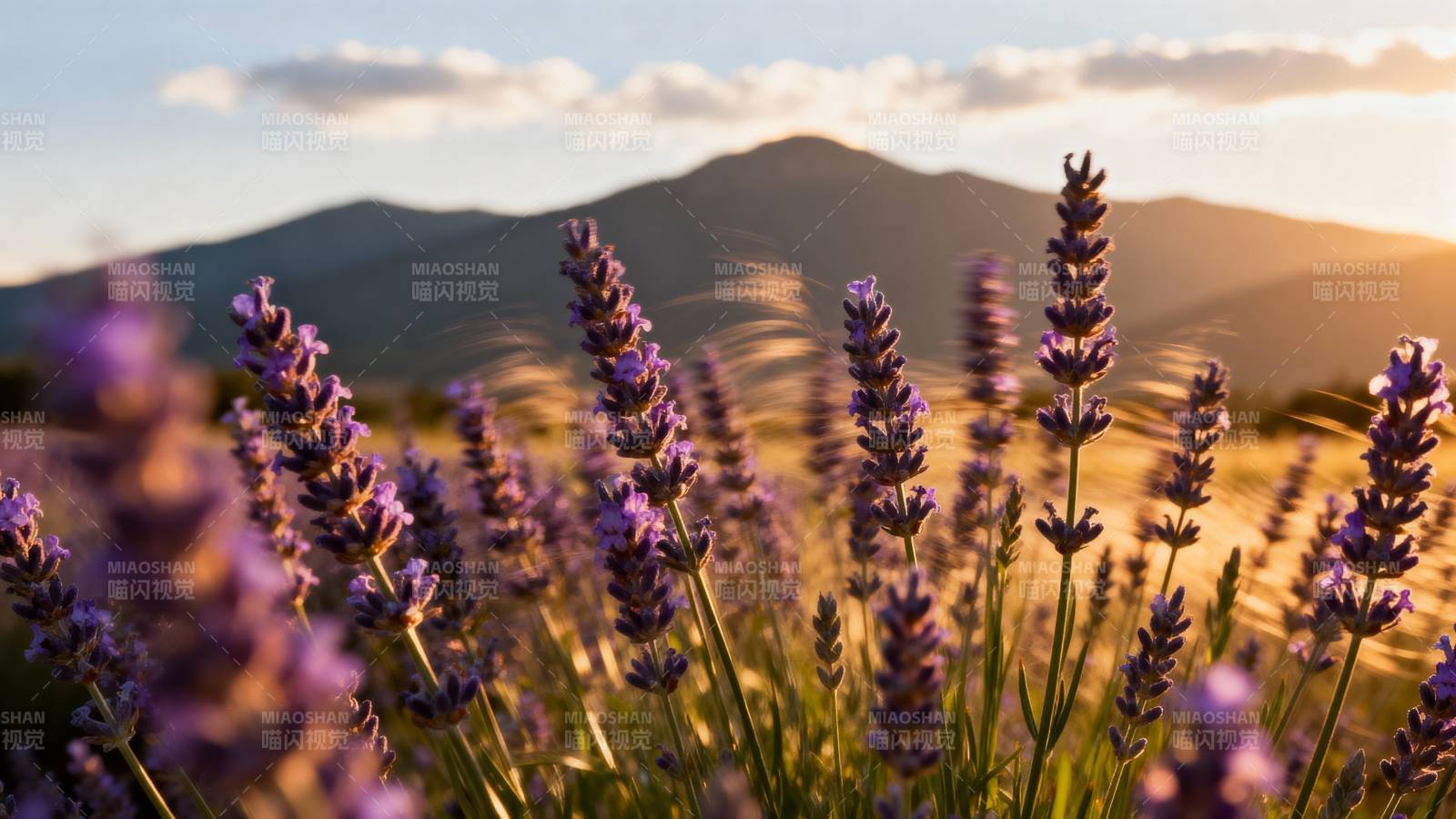 薰衣草田日落美景图片