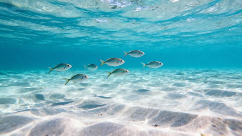 海底鱼群游弋图片