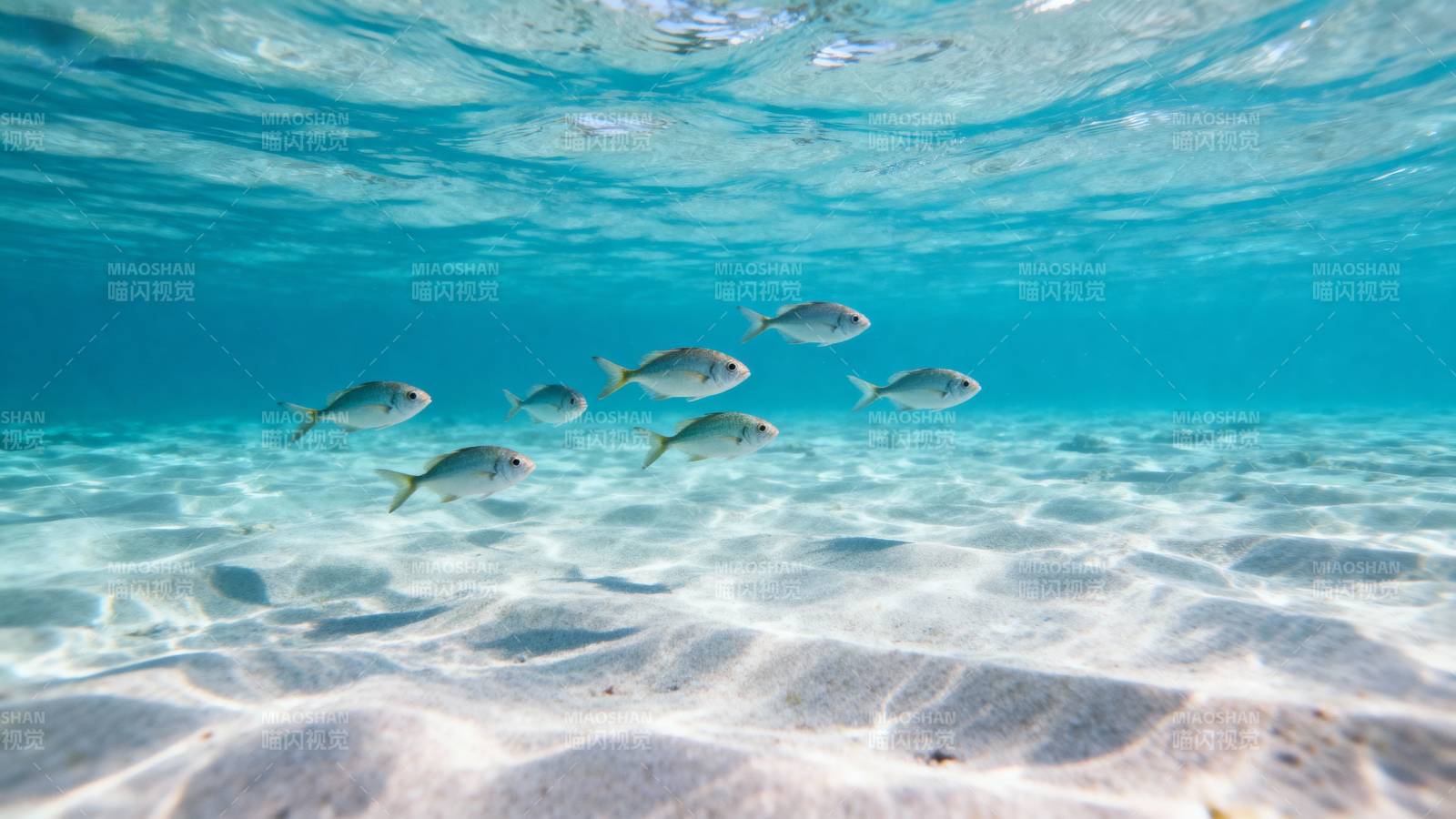 海底鱼群游弋图片