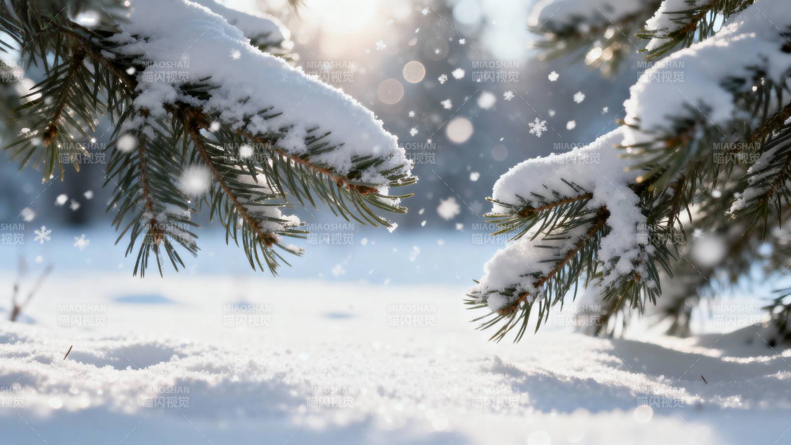 雪覆松枝 冬日静谧图片