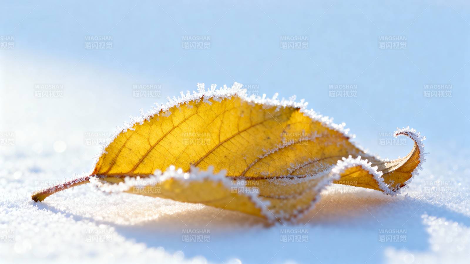 霜叶雪中静图片