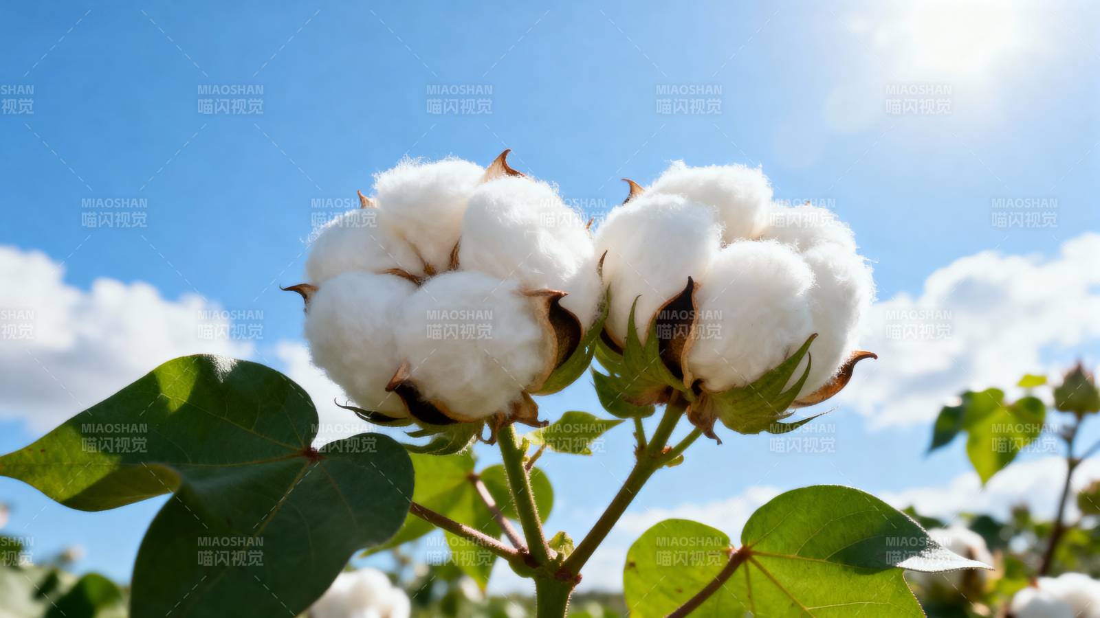 棉花盛开蓝天白云图片