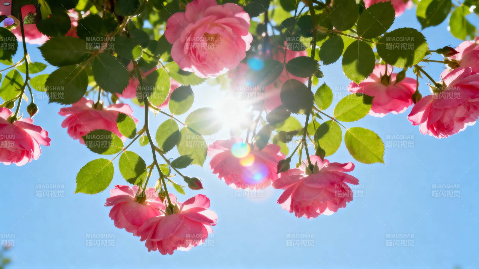 玫瑰映日 春意盎然图片