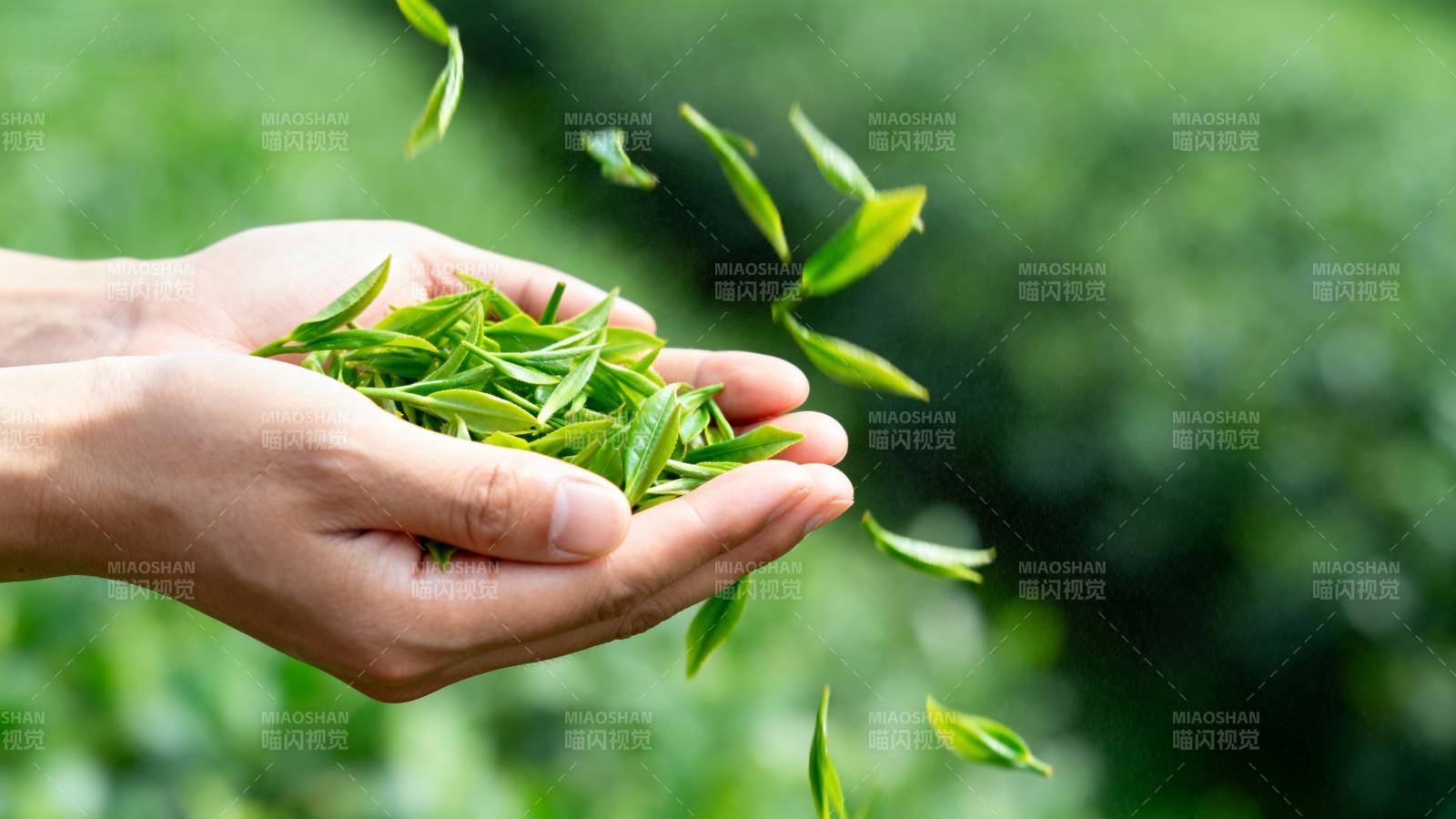 手捧新采嫩茶叶图片