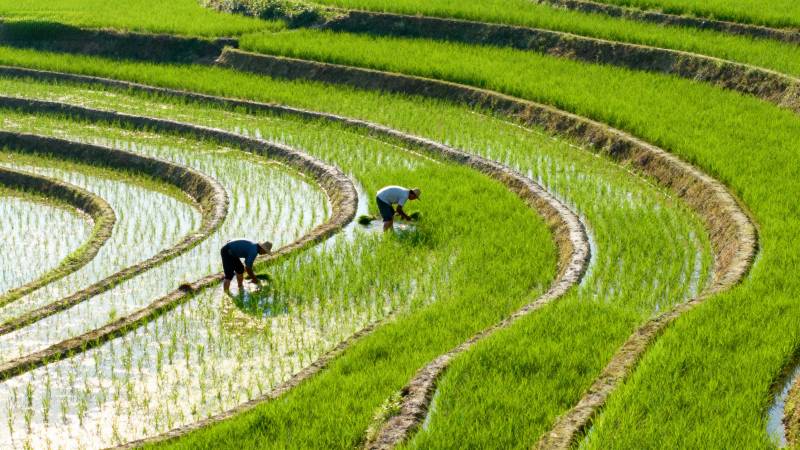 梯田插秧忙图片