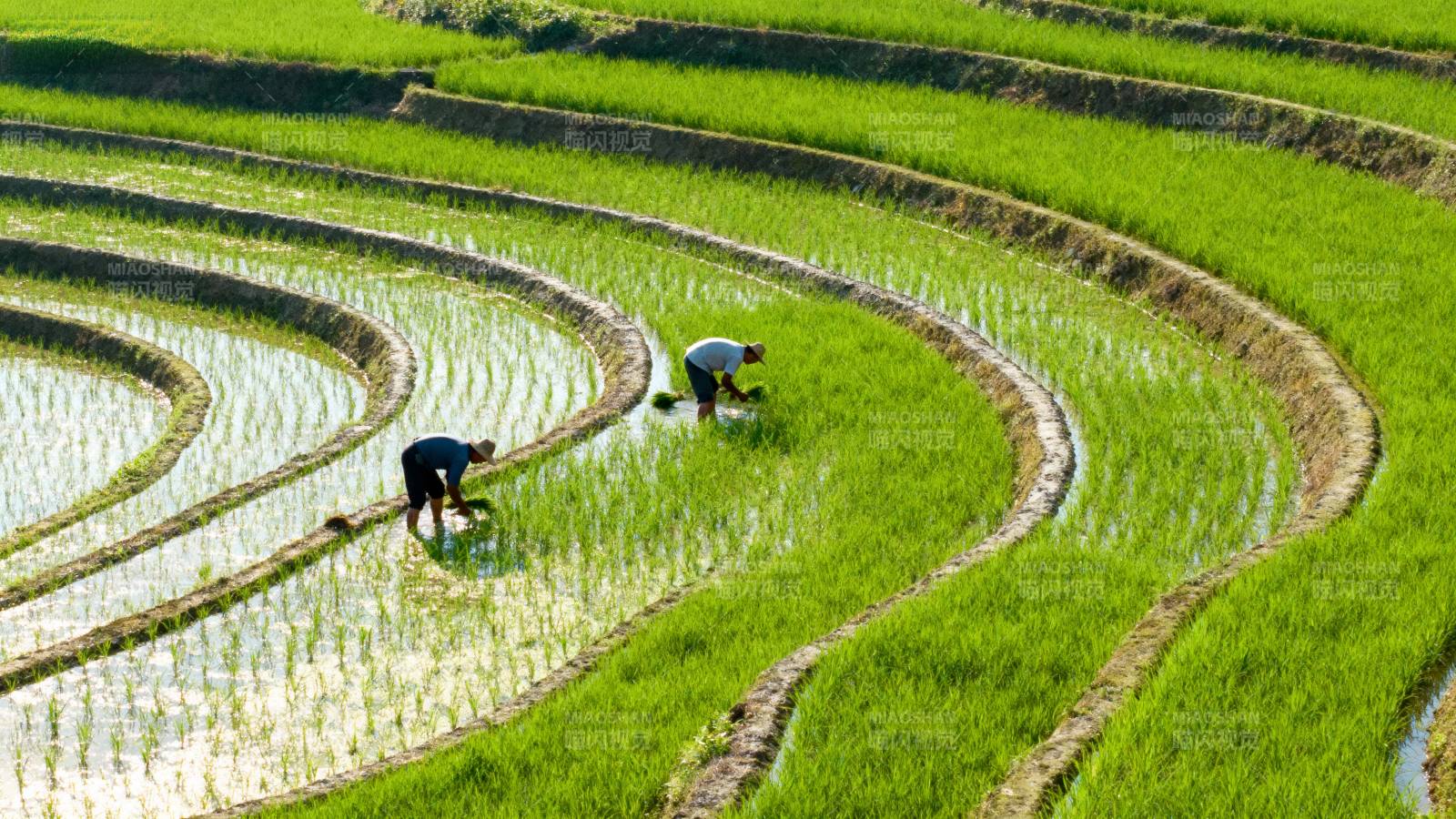 梯田插秧忙图片