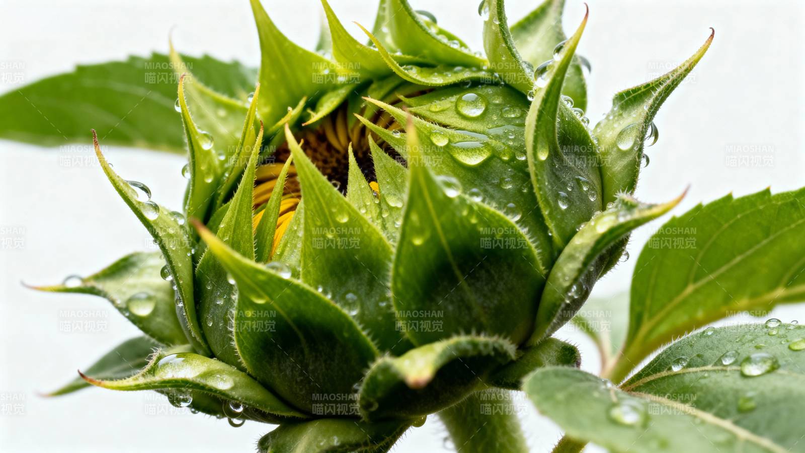 雨后向日葵花苞图片